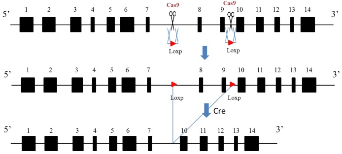 Figure 3—figure supplement 1.