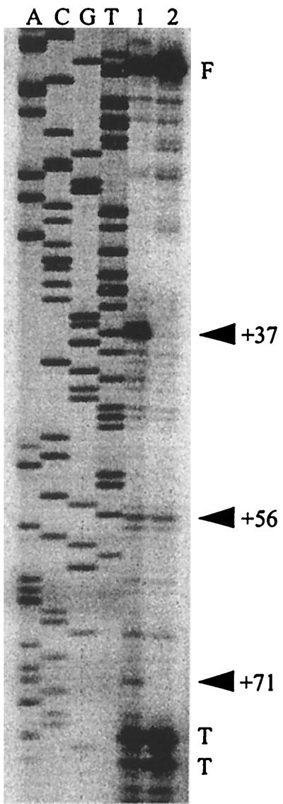 FIG. 7