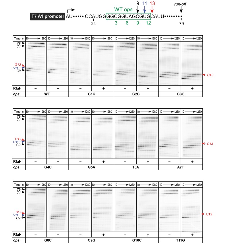 Figure 2—figure supplement 1.