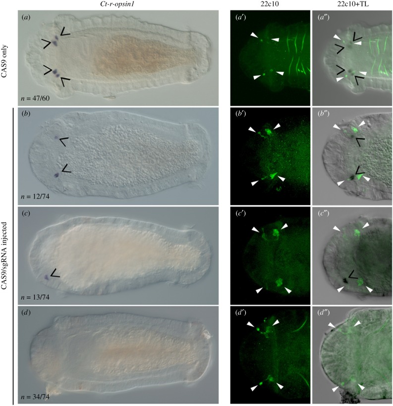 Figure 4.