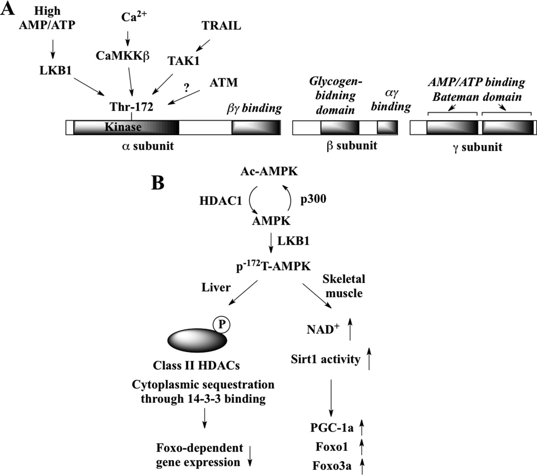 Fig. (1)