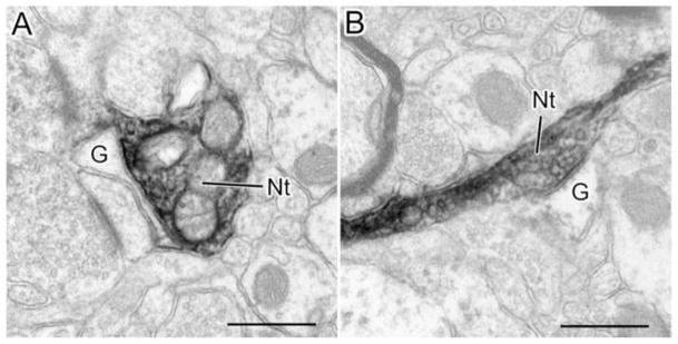 Fig. 10