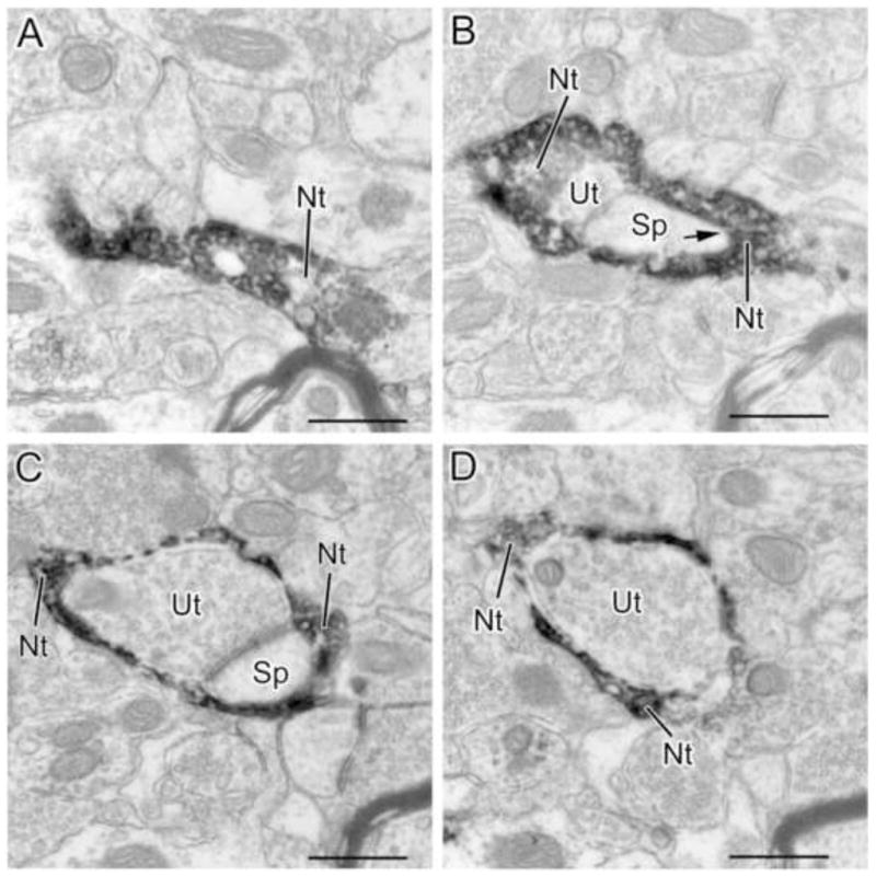 Fig. 8