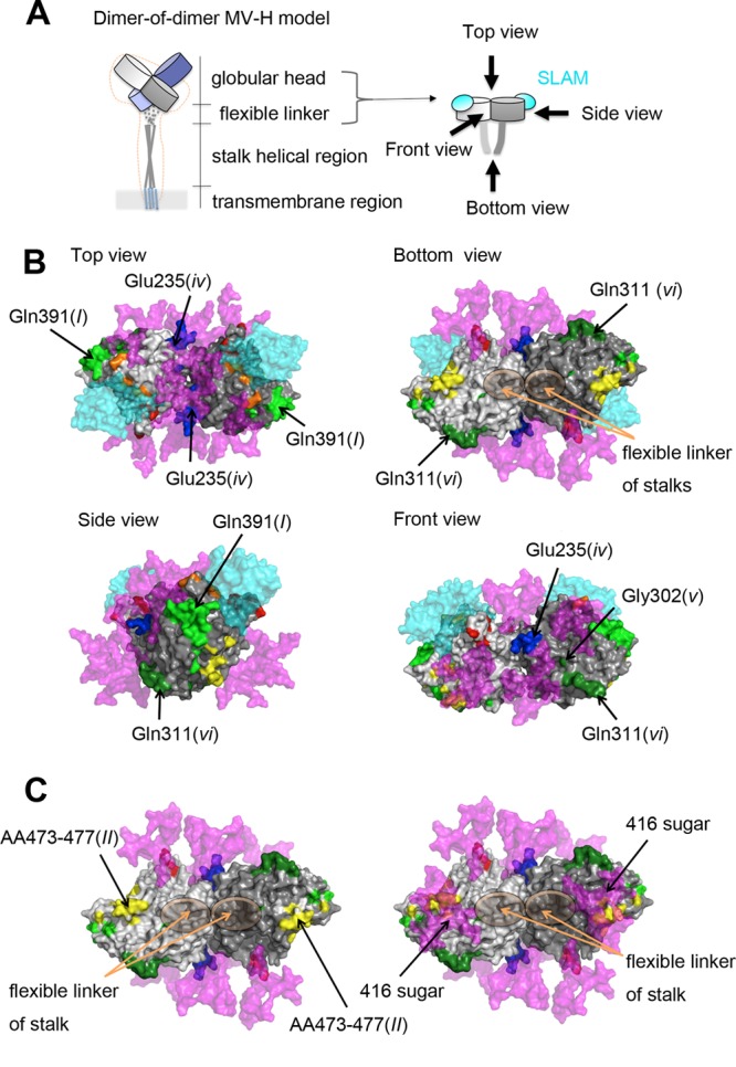 Fig 1