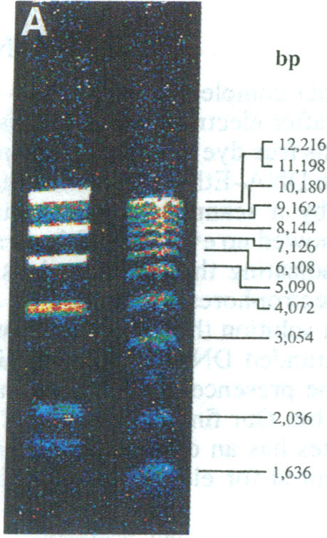 graphic file with name pnas01035-0227-a.jpg