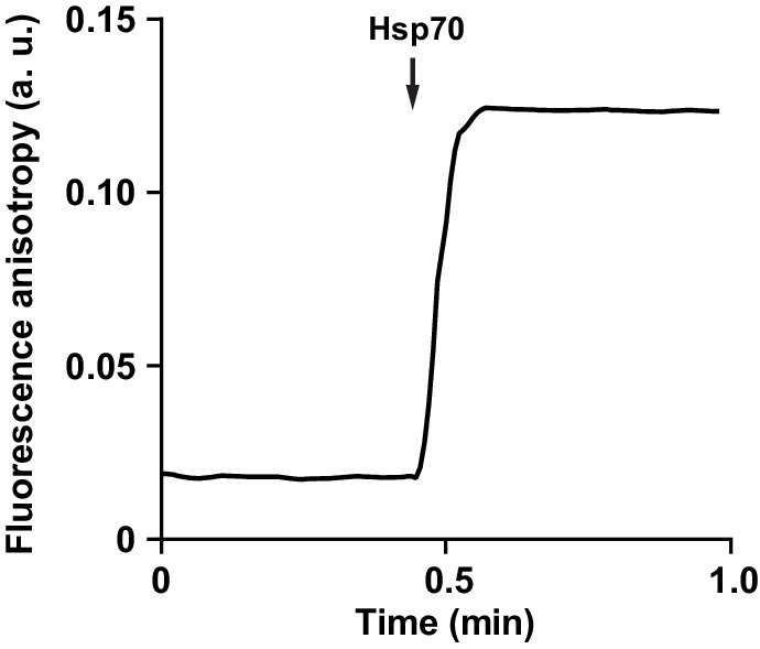 Figure 5—figure supplement 1.