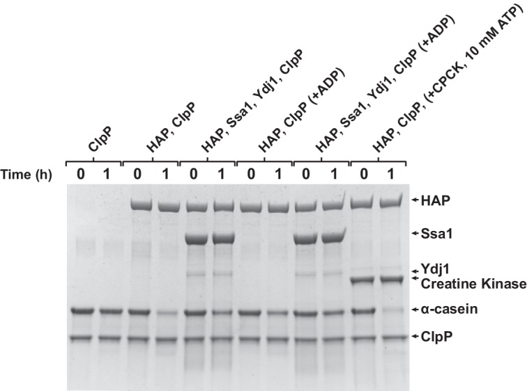 Figure 5—figure supplement 2.