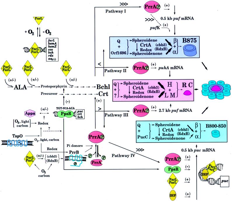 FIG. 1