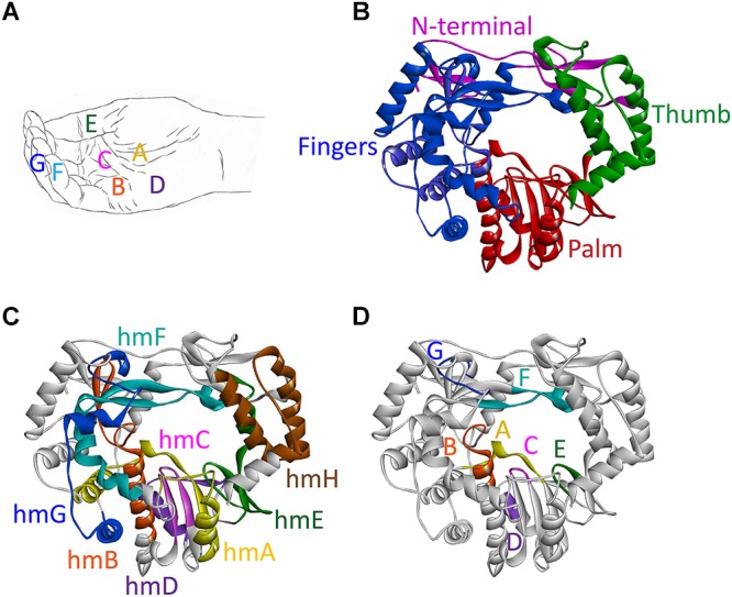 FIGURE 3