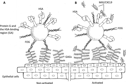 FIGURE 4.