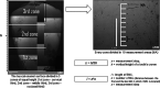 Figure 2. Examination of the buccal enamel surface utilizing SEM. A measurement step (x, the distance between two measurement areas [MAs]) and length (l) of EMC were calculated. For l evaluation, the number (n) of MAs, that is, the distance between the first and last MA in which an EMC was located, was quantified.