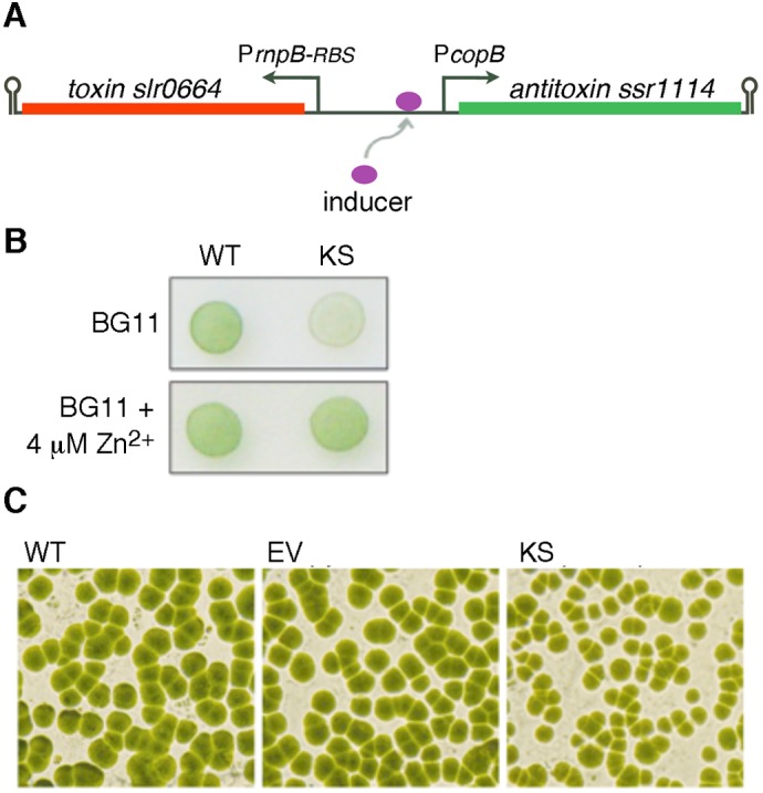 Fig. 4.