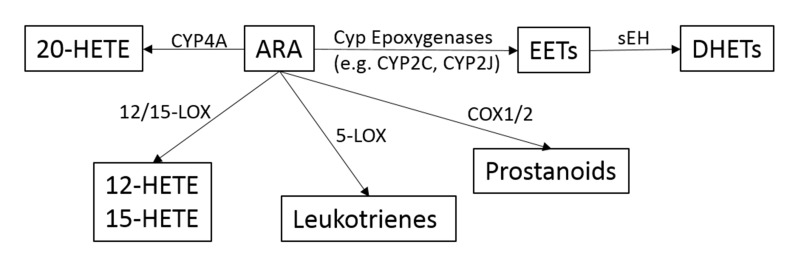 Epoxy-Oxylipins and Soluble Epoxide Hydrolase Metabolic Pathway as ...