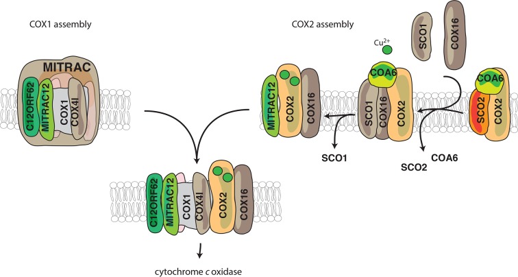 Figure 6.