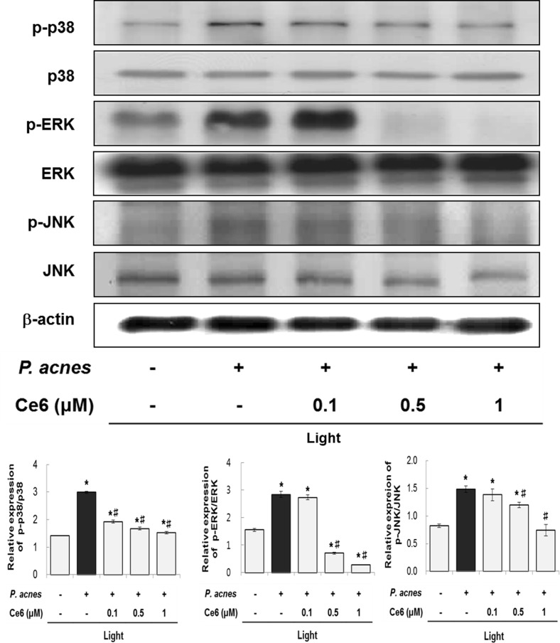 Fig 6