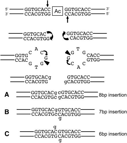 Figure 4.—