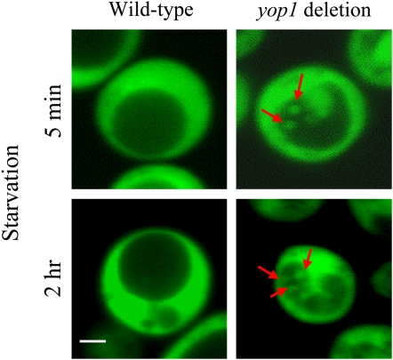 Figure 10.