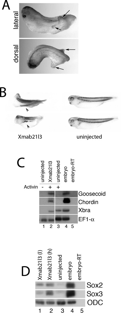 Fig.3