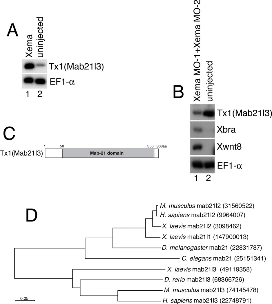 Fig.1