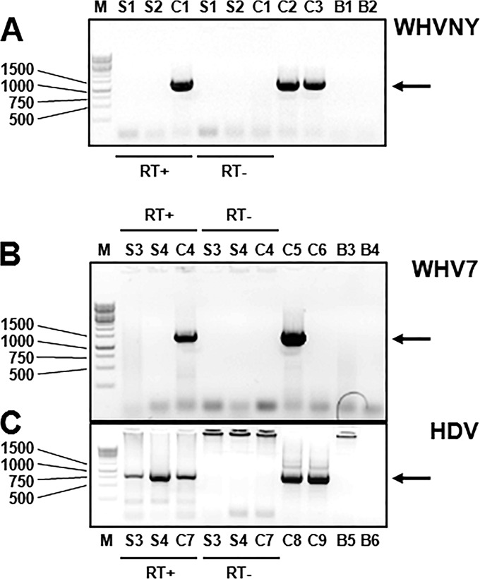 FIG 6