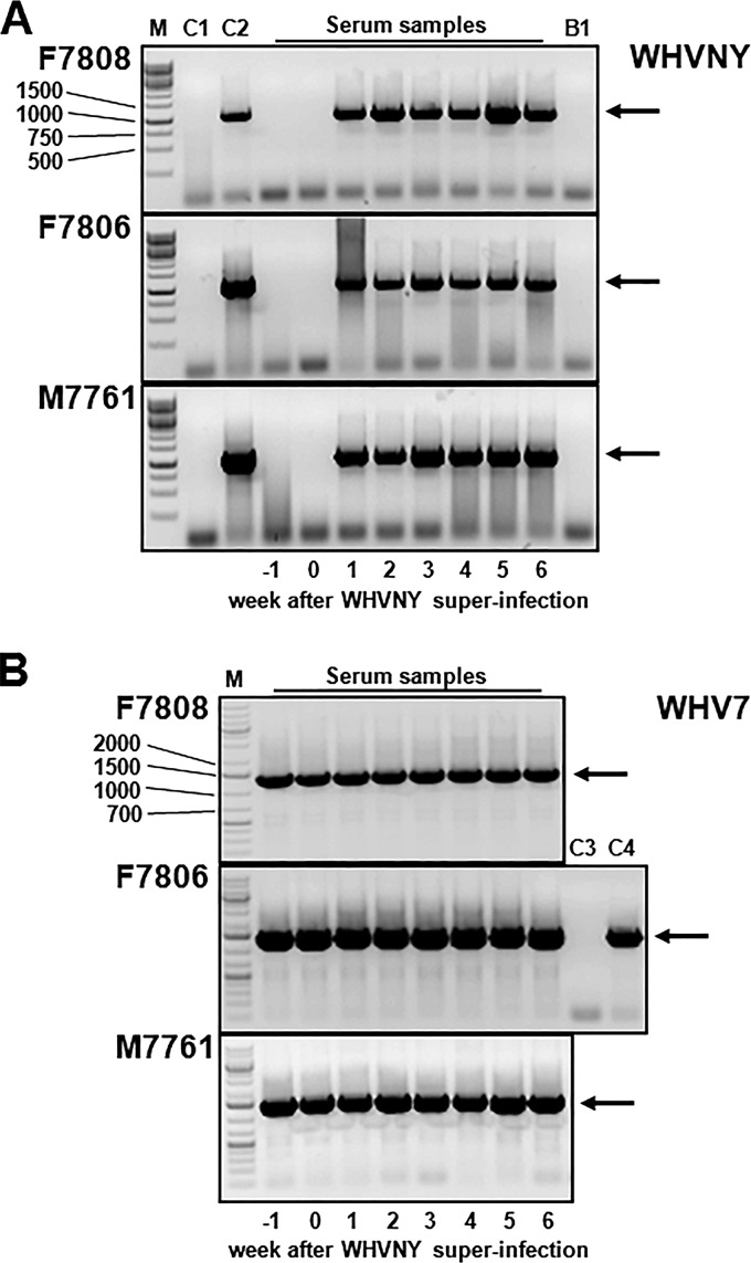 FIG 2