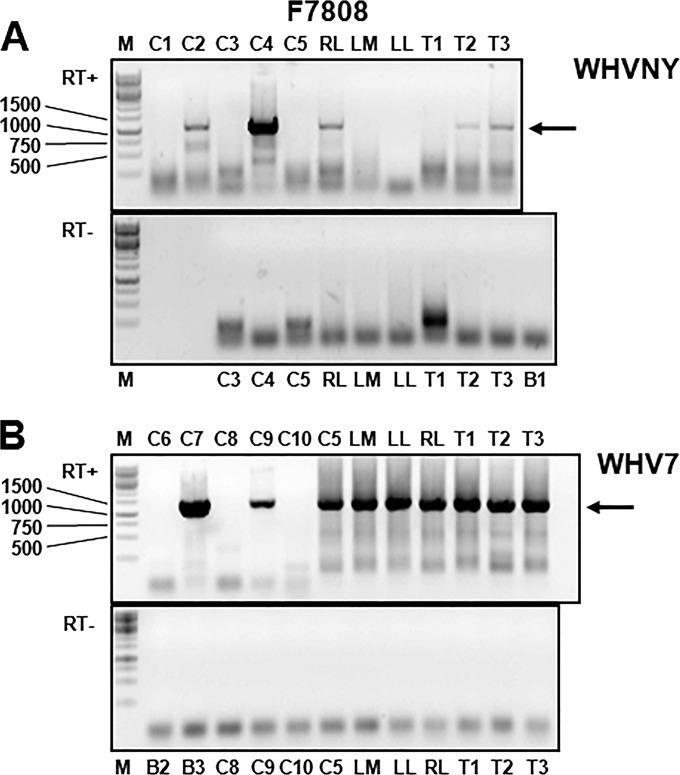 FIG 3