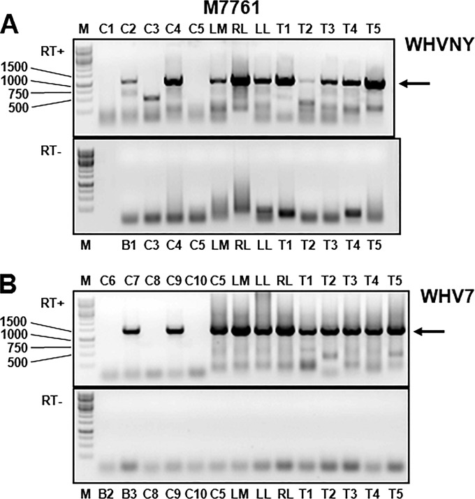 FIG 5