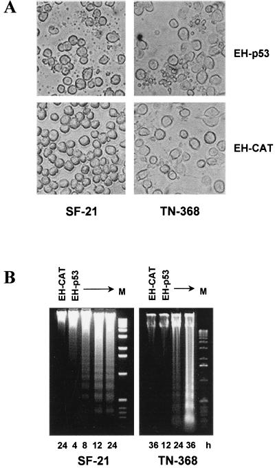 FIG. 5