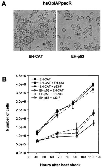 FIG. 7