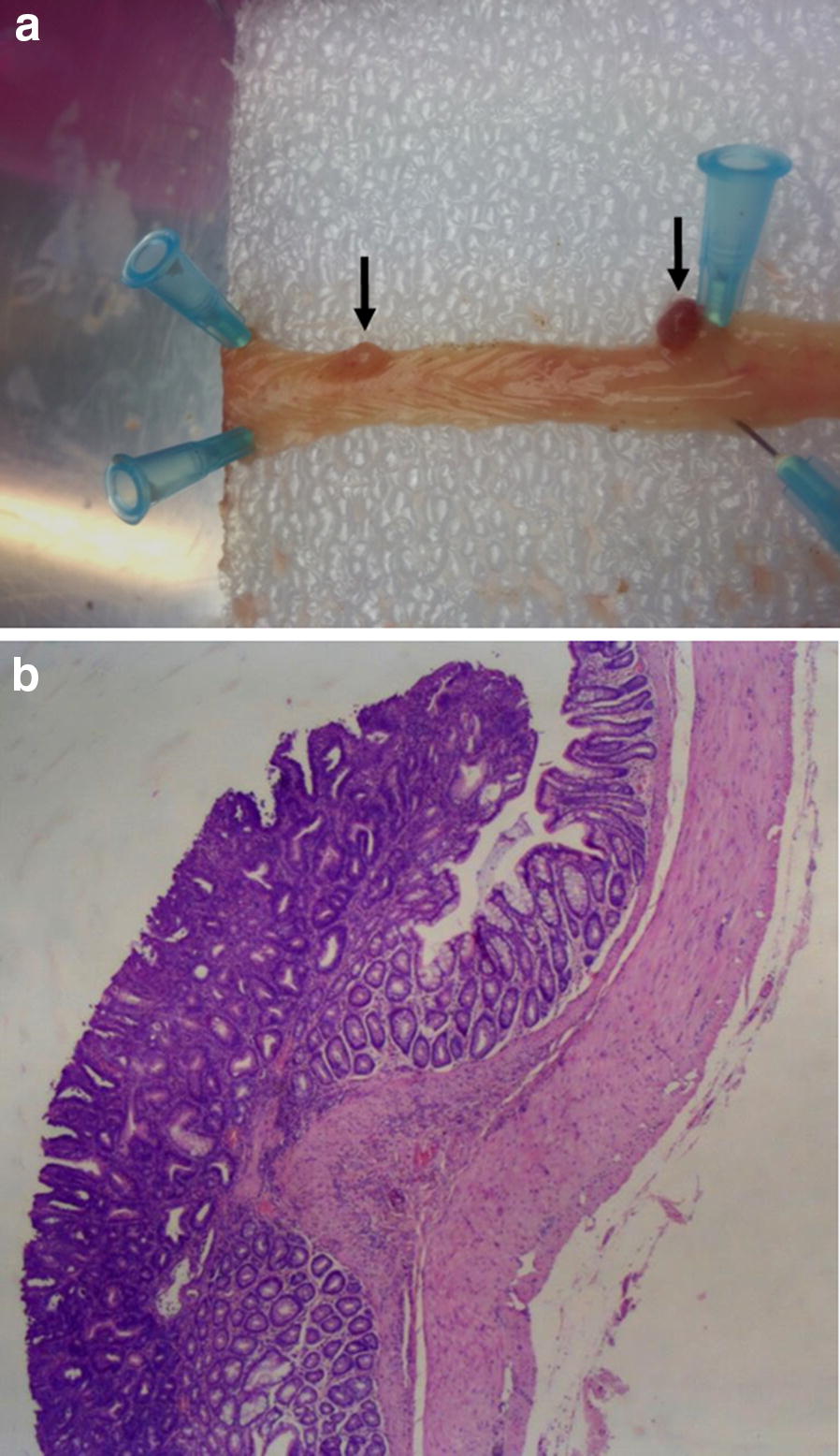 Fig. 1