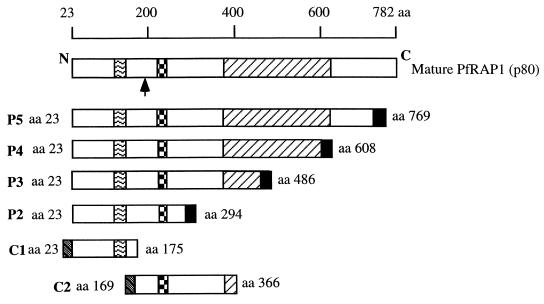 FIG. 1