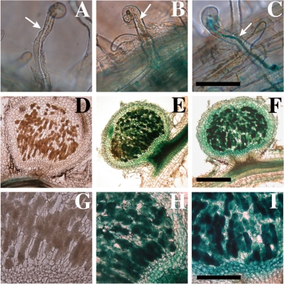 FIG. 7.