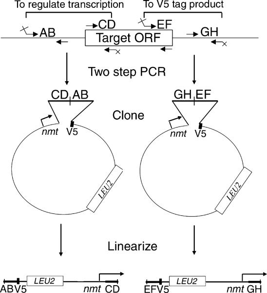 Fig. 2