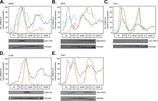 FIGURE 2: