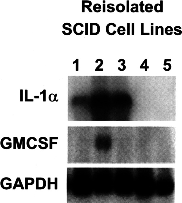 Fig. 2.