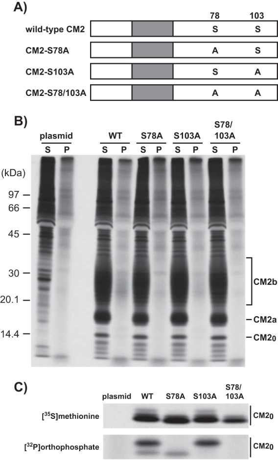 FIG 1