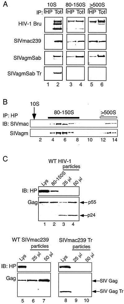 FIG. 6.