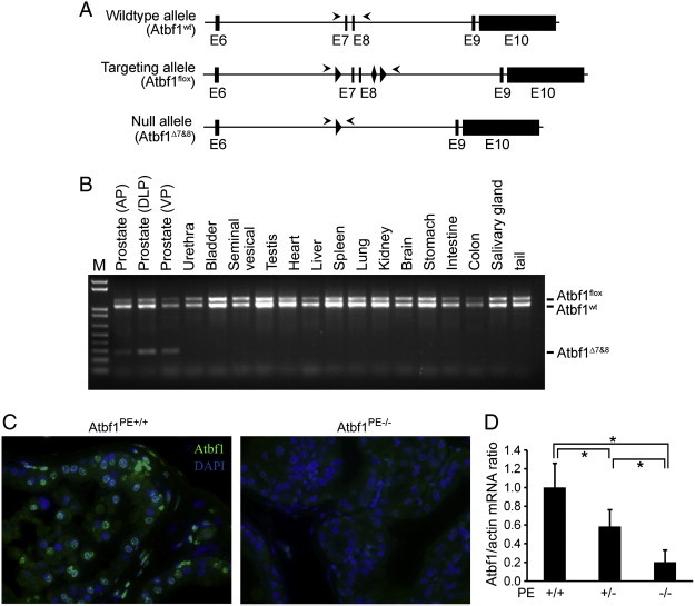 Figure 1