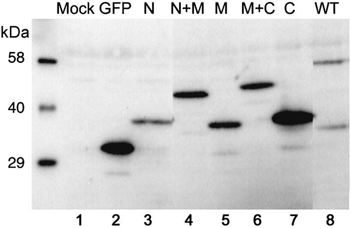 Fig. 7.