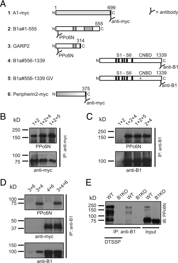 Figure 5.