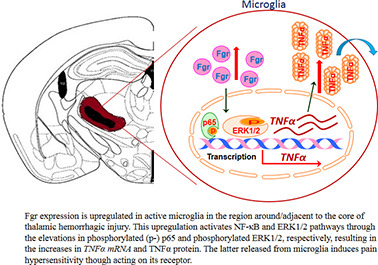 graphic file with name jciinsight-5-139987-g089.jpg