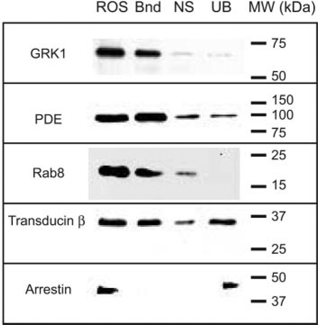 Fig. 5