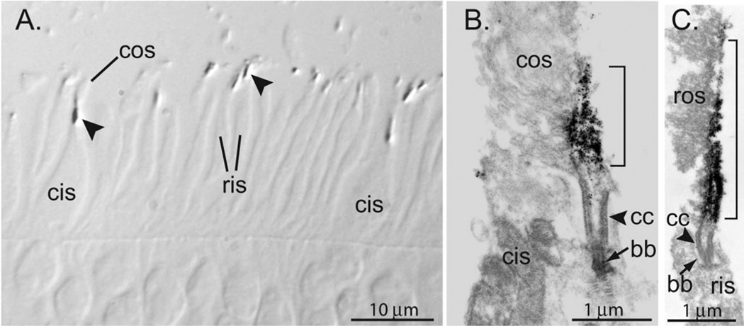 Fig. 9