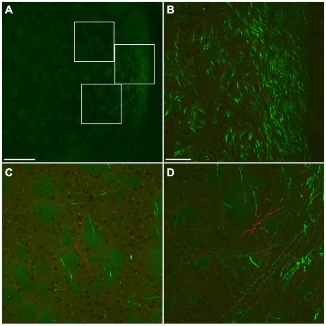 Figure 10