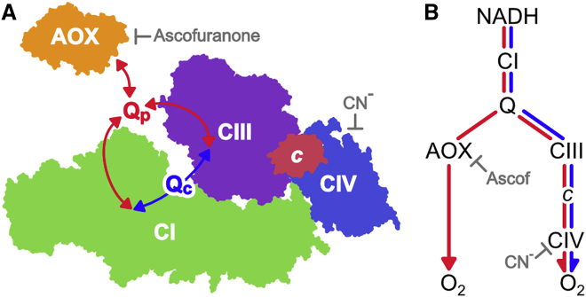 Figure 1