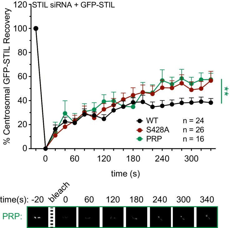 Figure 4—figure supplement 1.