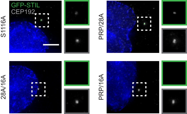 Figure 3—figure supplement 3.