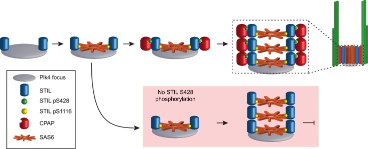 Figure 7.