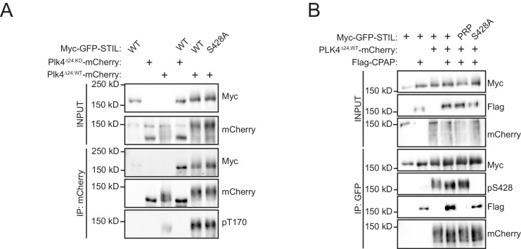 Figure 3—figure supplement 2.