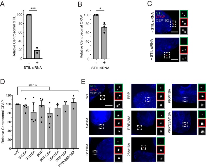 Figure 5—figure supplement 1.